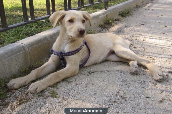 Cachorra labrador en adopción