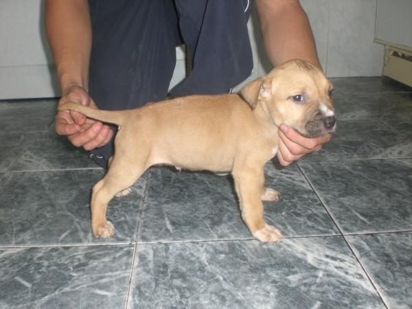 American Staffordshire 300 euros!!