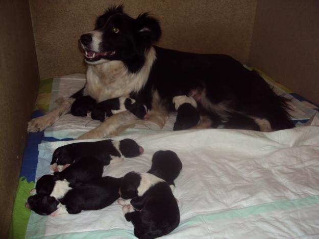 BORDER COLLIES