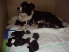 BORDER COLLIES - mejor precio | unprecio.es
