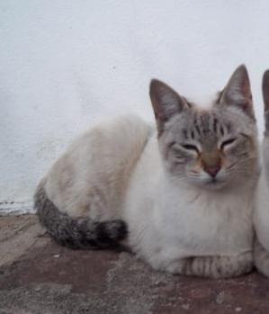 Gatita 6 meses mezcla comun con siames, muy cariñosa