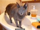 gatitos bue azul ruso todo un regalo 634 32 37 82 - mejor precio | unprecio.es