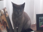 gato azul ruso para cruza - mejor precio | unprecio.es