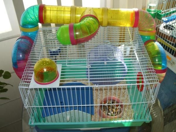 hamster ruso con jaula