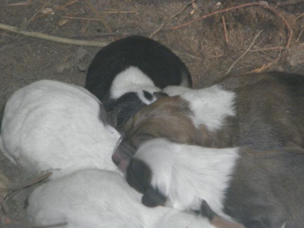 Regalo cachorros de cruce de mastin