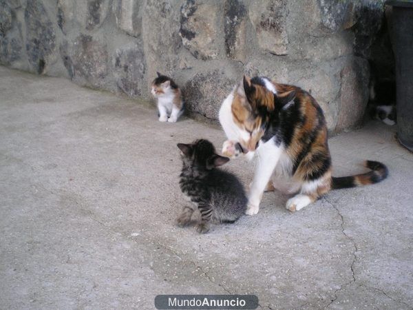 regalo gatitos