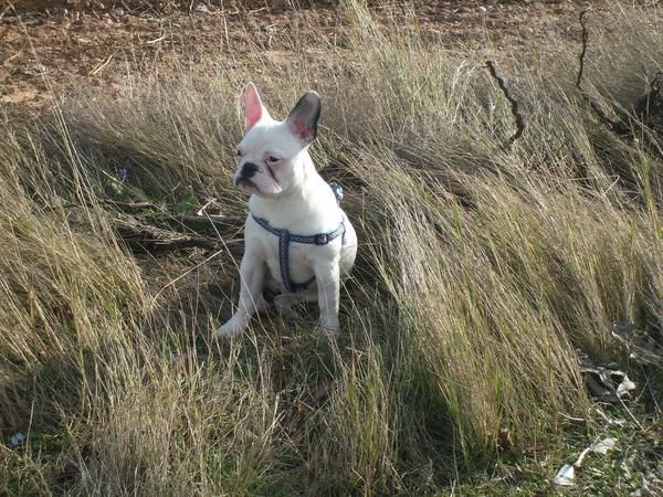 se ofrece bulldog frances para montas
