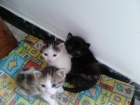Urgente! 4 gatitos de un mes necesitan dueño - mejor precio | unprecio.es