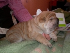 VENDO O CAMBIO CACHORROS DE SHAR-PEI - mejor precio | unprecio.es