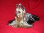 Yorkshire Terrier - mejor precio | unprecio.es