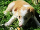 cachorros en adopción - mejor precio | unprecio.es