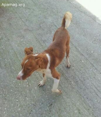 Matt, dos añitos en adopcion