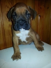 Boxer un regalo , sólo quedan 2 - mejor precio | unprecio.es