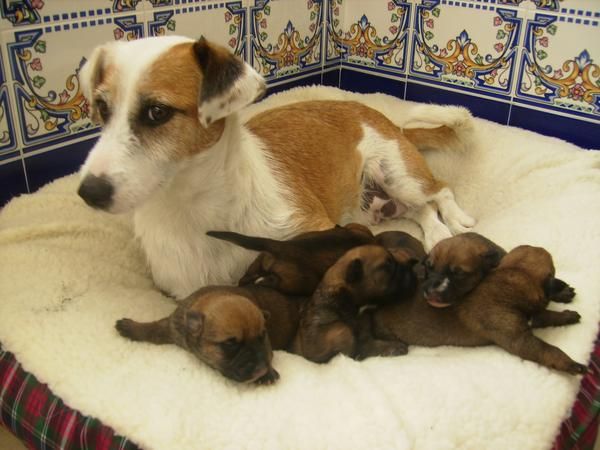 ¡se regalan cachorros!