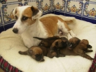 ¡se regalan cachorros! - mejor precio | unprecio.es