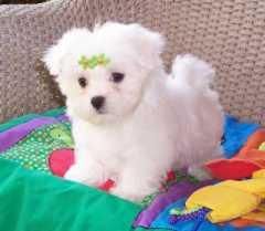 Bichon Maltes Cachorritos de Calidad Excelente Pedigre