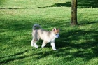 CACHORRO HUSKY SIBERIANO EN VENTA - mejor precio | unprecio.es