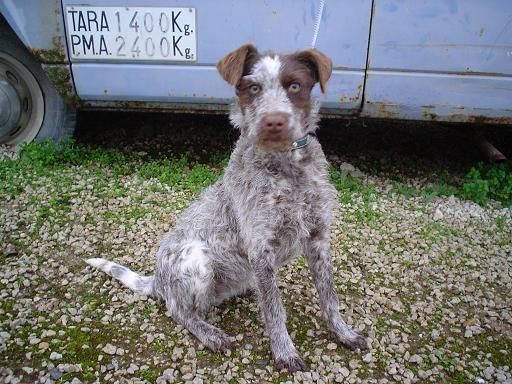 Panchita,  cruce de Deutsche Drahthaar en adopción