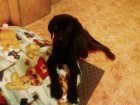 perrita de labradro negra - mejor precio | unprecio.es