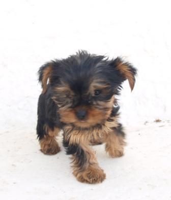 Preciosos cachorros de Yorkshire