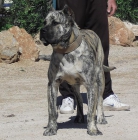 Presa Canario Cachorros. - mejor precio | unprecio.es