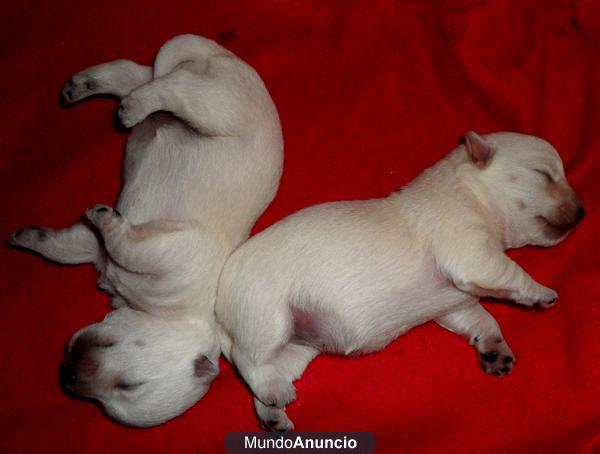SE VENDEN PRECIOSOS WESTY DE PURA RAZA
