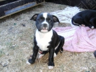 Staffordshire Bull Terrier     !!!! - mejor precio | unprecio.es