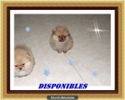 *** POMERANIAS LINEAS AMERICANA*** - mejor precio | unprecio.es