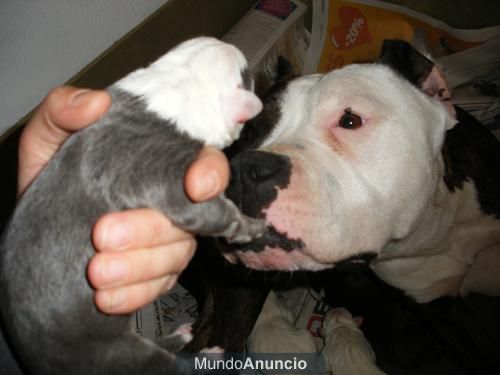 American staffordshire terrier cachorros