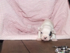 Bulldog frances macho vaquita - mejor precio | unprecio.es