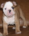 Bulldog Ingles, camada de pura raza. Murcia - mejor precio | unprecio.es