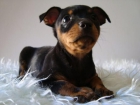 Cachorros de Pinscher - Machos y Hembras Disponibles - www.animalflower.es - mejor precio | unprecio.es