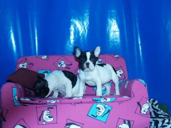 Cachorros de pura raza a unos precios muy buenos.300