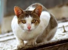 Cuido de tu gato desde sólo 10 eur ¡¡¡ - mejor precio | unprecio.es