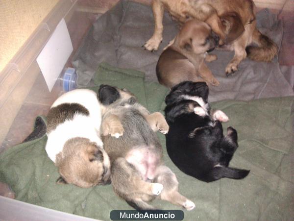 SE REGALAN CACHORRITOS DE PERRO