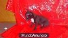 ULTIMO CHIHUAHUA MACHITO    500€ - mejor precio | unprecio.es