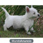 un cachorro westy - mejor precio | unprecio.es