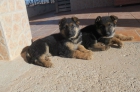 Cachorros Pastor Alemán - mejor precio | unprecio.es