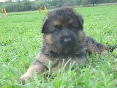 ALGUIEN ME REGALA UN CACHORRO?