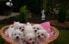 bichon maltes desde 250 los machos y 350  las hembras - mejor precio | unprecio.es