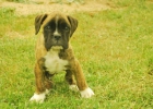 cachorros de Boxer en centro de adiestramiento: calidad y excelente genetica - mejor precio | unprecio.es