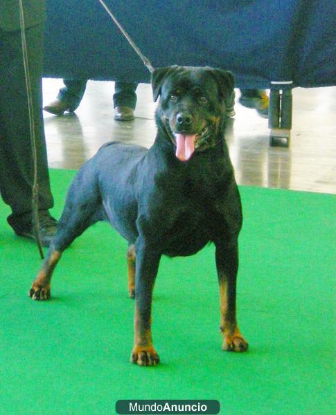 Excelente hembra Rottweiler