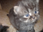 gatos persa - mejor precio | unprecio.es