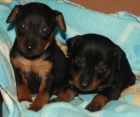 Preciosos Mini Pinscher - mejor precio | unprecio.es