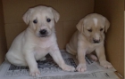 Regalo cachorros, cruce labrador - mejor precio | unprecio.es