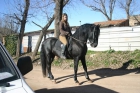 vendo caballo - mejor precio | unprecio.es