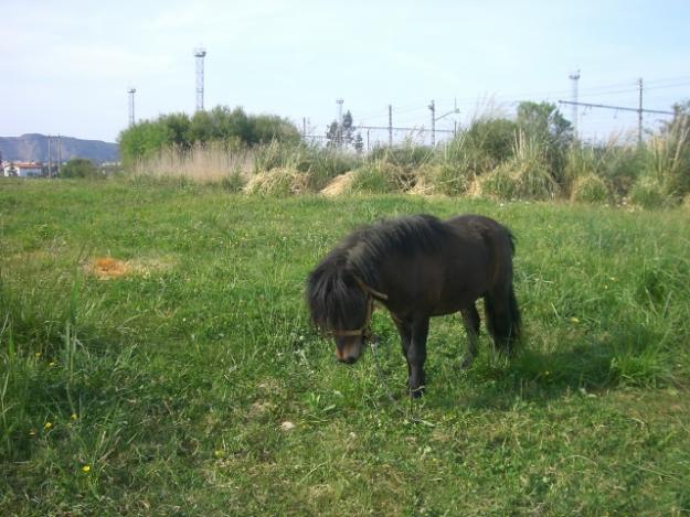 vendo pony macho negro