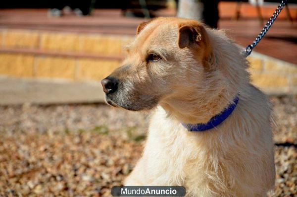 ZAR, mestizo de 2 años en adopción