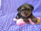 120 super-minis Yorkshire Terrier - mejor precio | unprecio.es