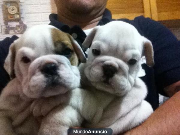 ADOPTA CACHORROS BULLDOG INGLES